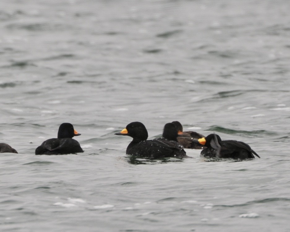 Black Scoter - ML626635976