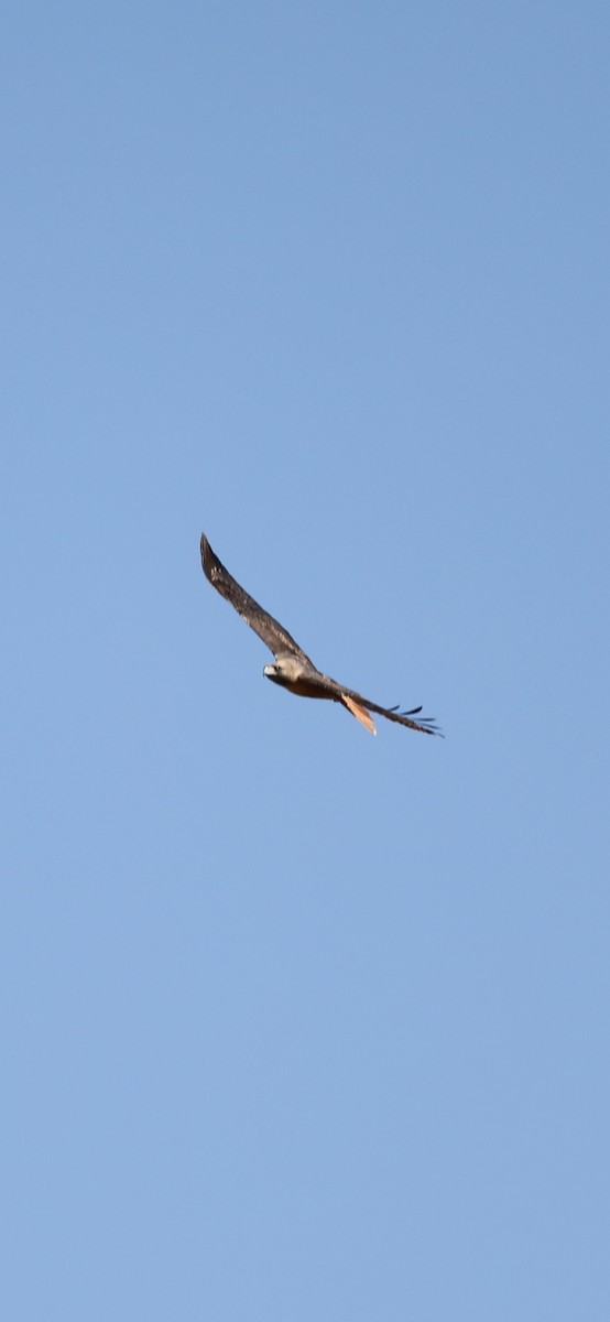 rødstjertvåk - ML626635989