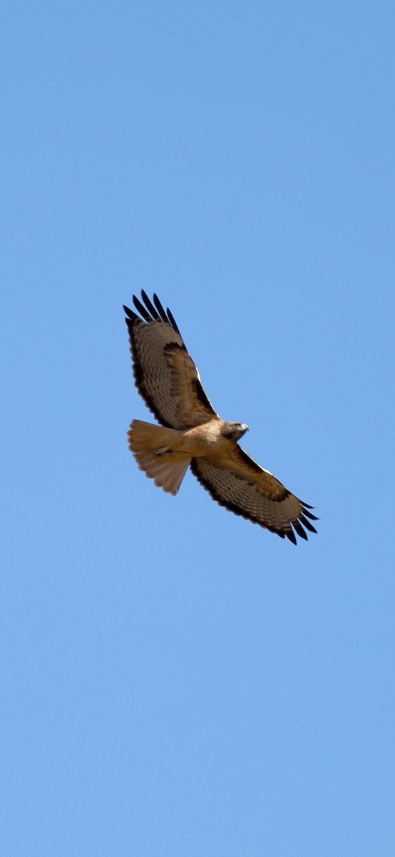 rødstjertvåk - ML626635990