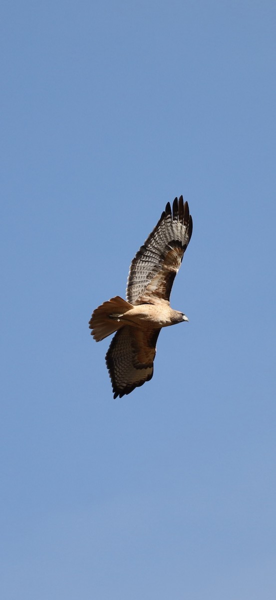 rødstjertvåk - ML626635991