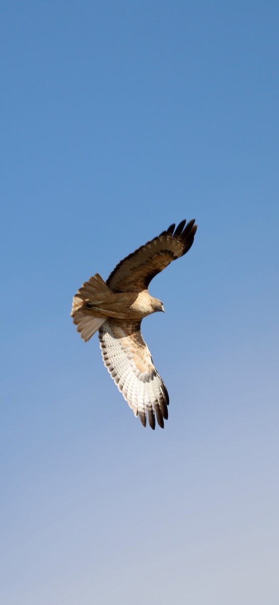 rødstjertvåk - ML626635992