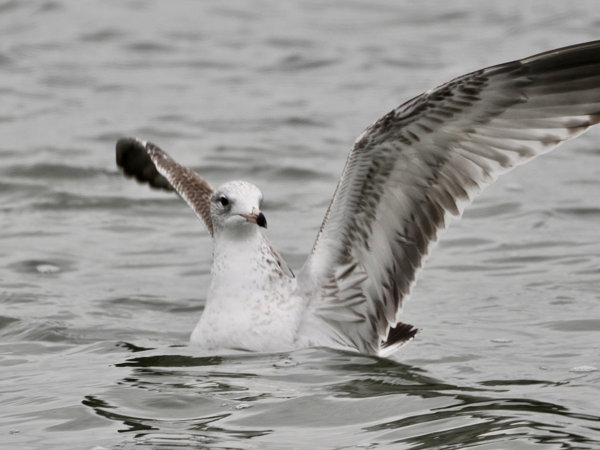 Ring-billed Gull - ML626636031