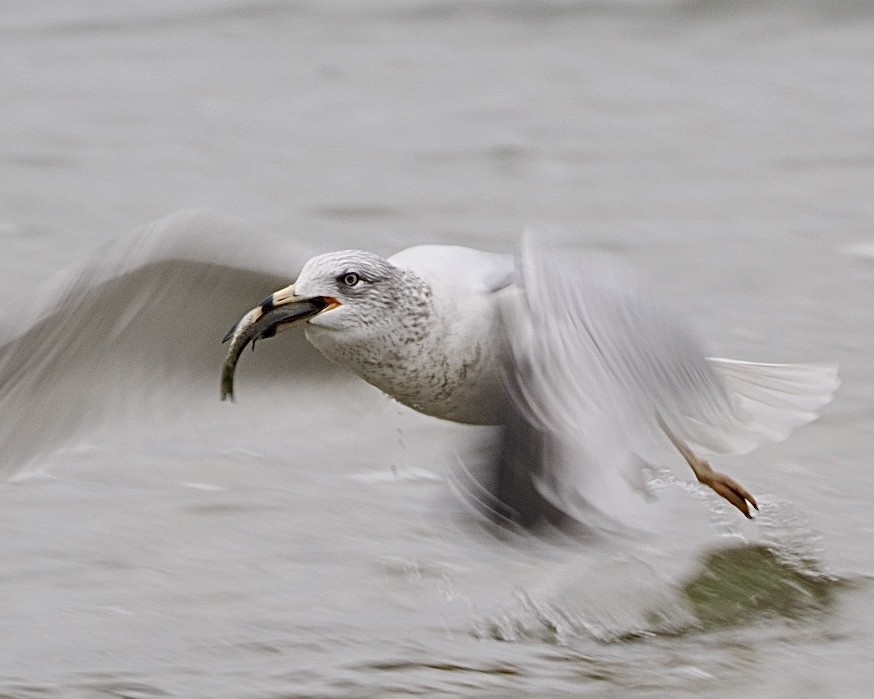 Ring-billed Gull - ML626636032