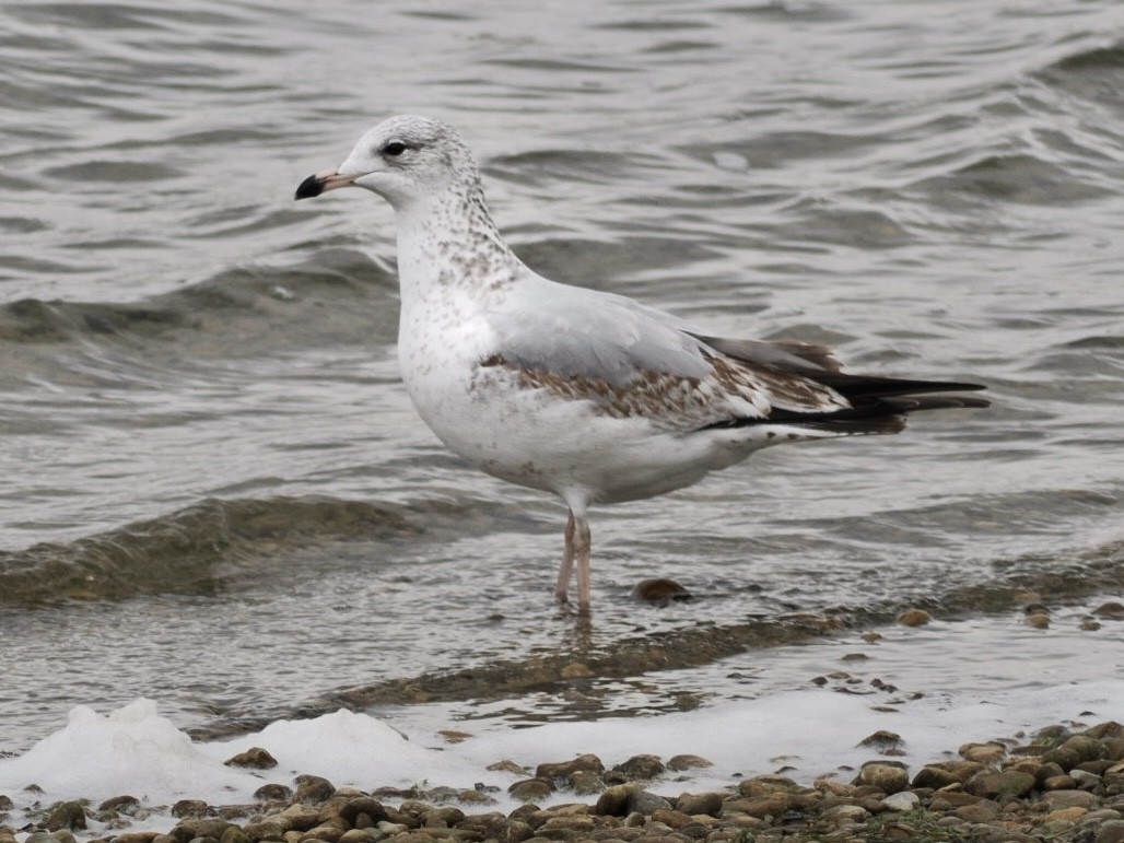 Ring-billed Gull - ML626636033