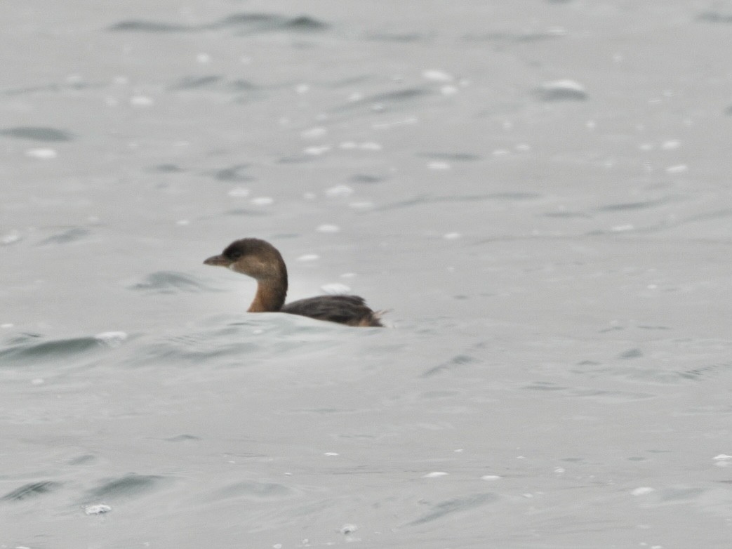 Pied-billed Grebe - ML626636097
