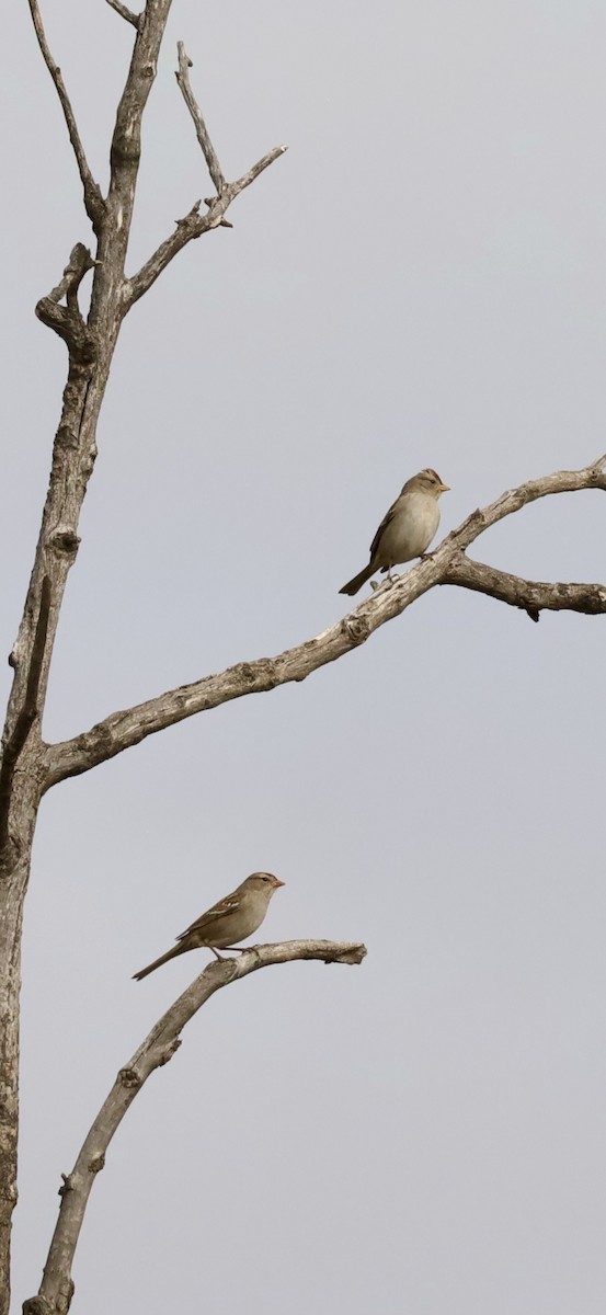White-crowned Sparrow - ML626636107