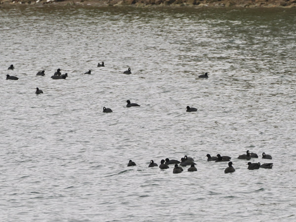 American Coot - ML626636115