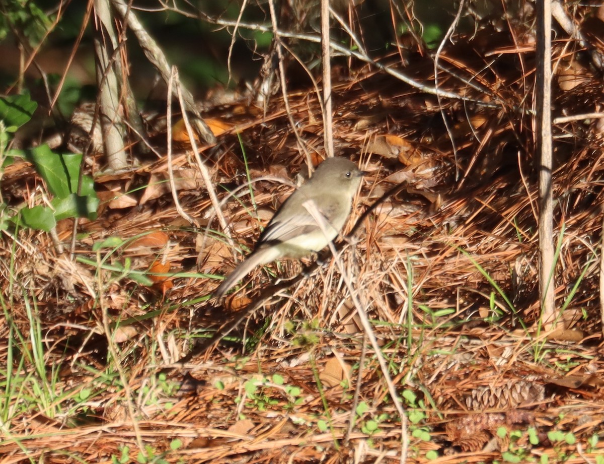 Eastern Phoebe - ML626636158