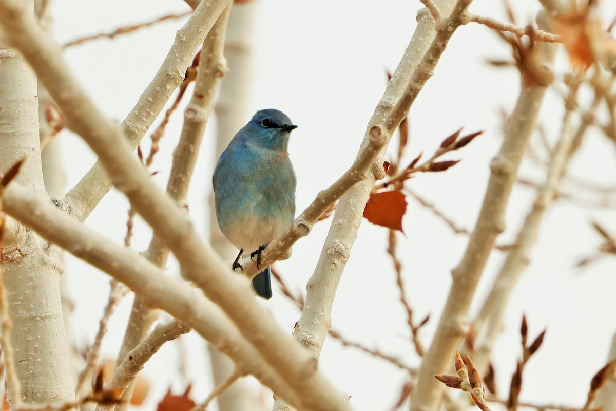 Mountain Bluebird - ML626636165