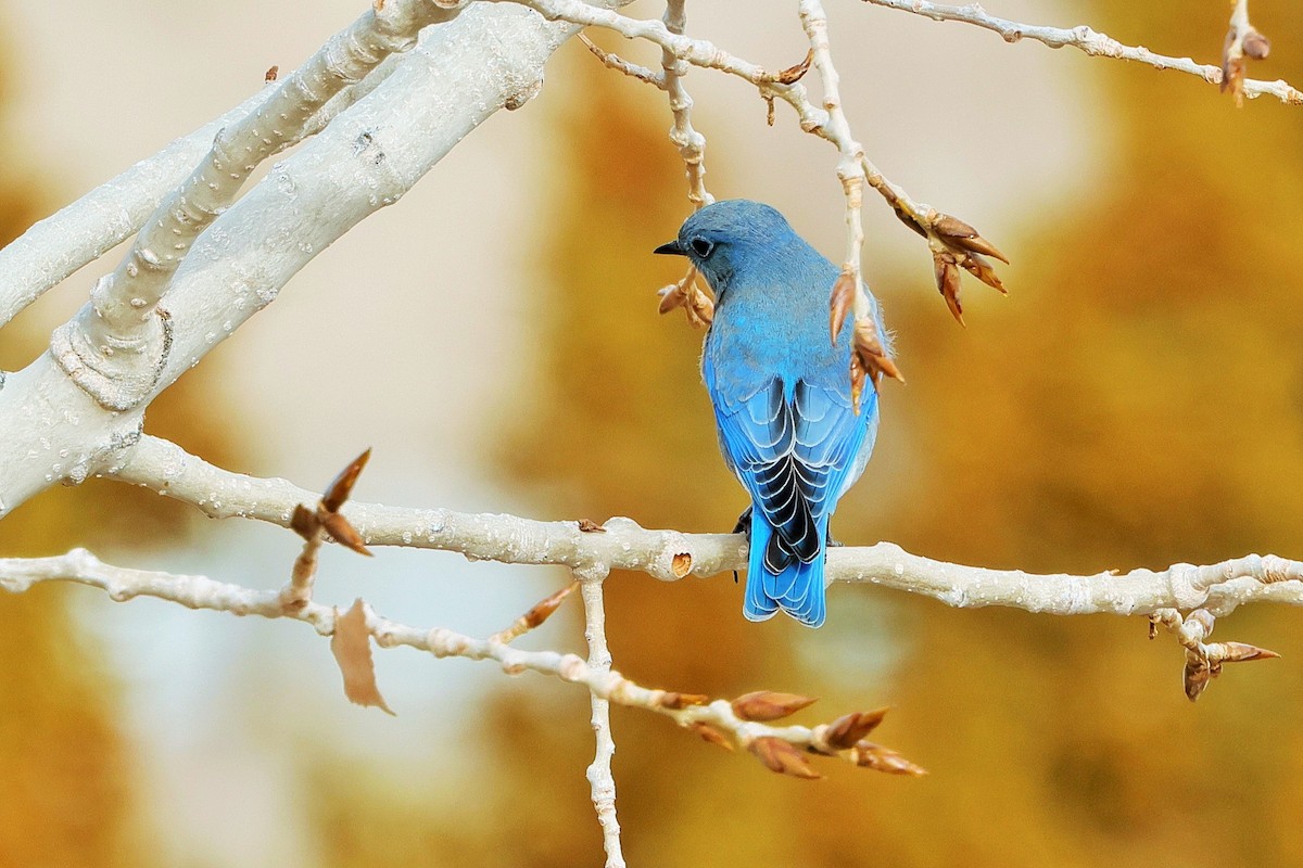 Mountain Bluebird - ML626636166