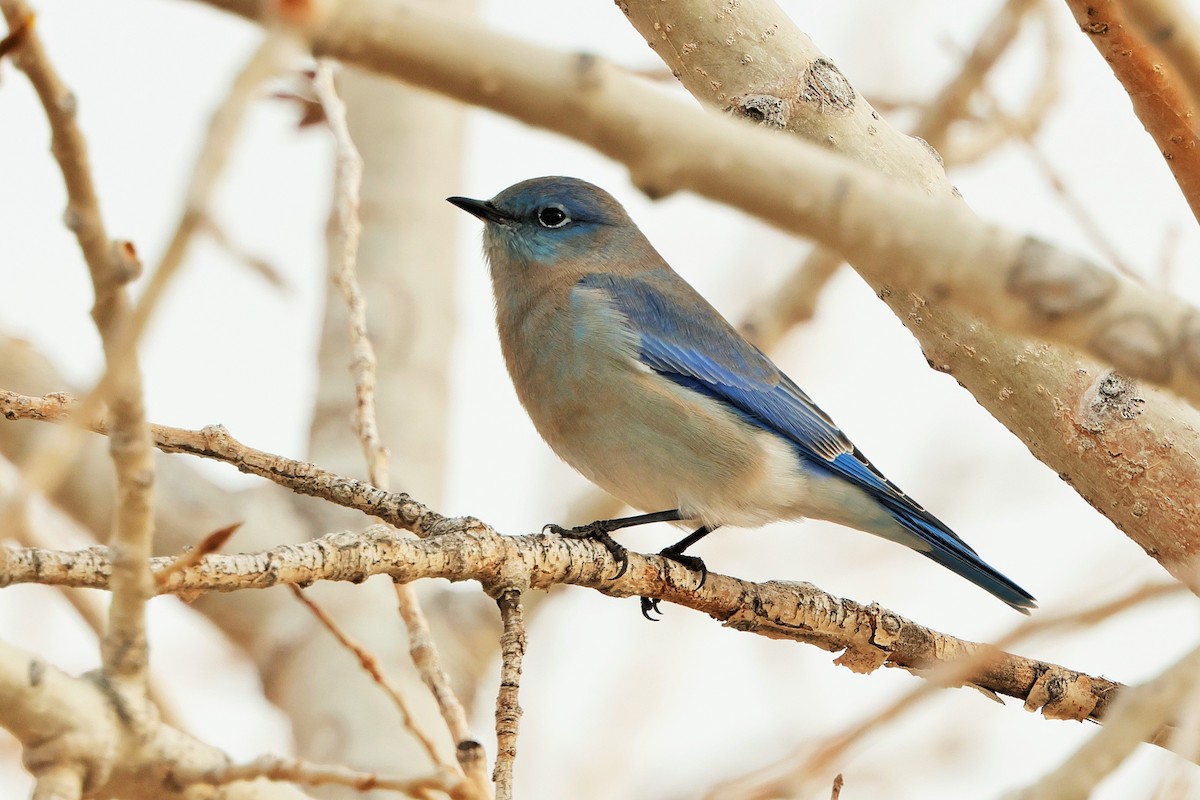 Mountain Bluebird - ML626636167