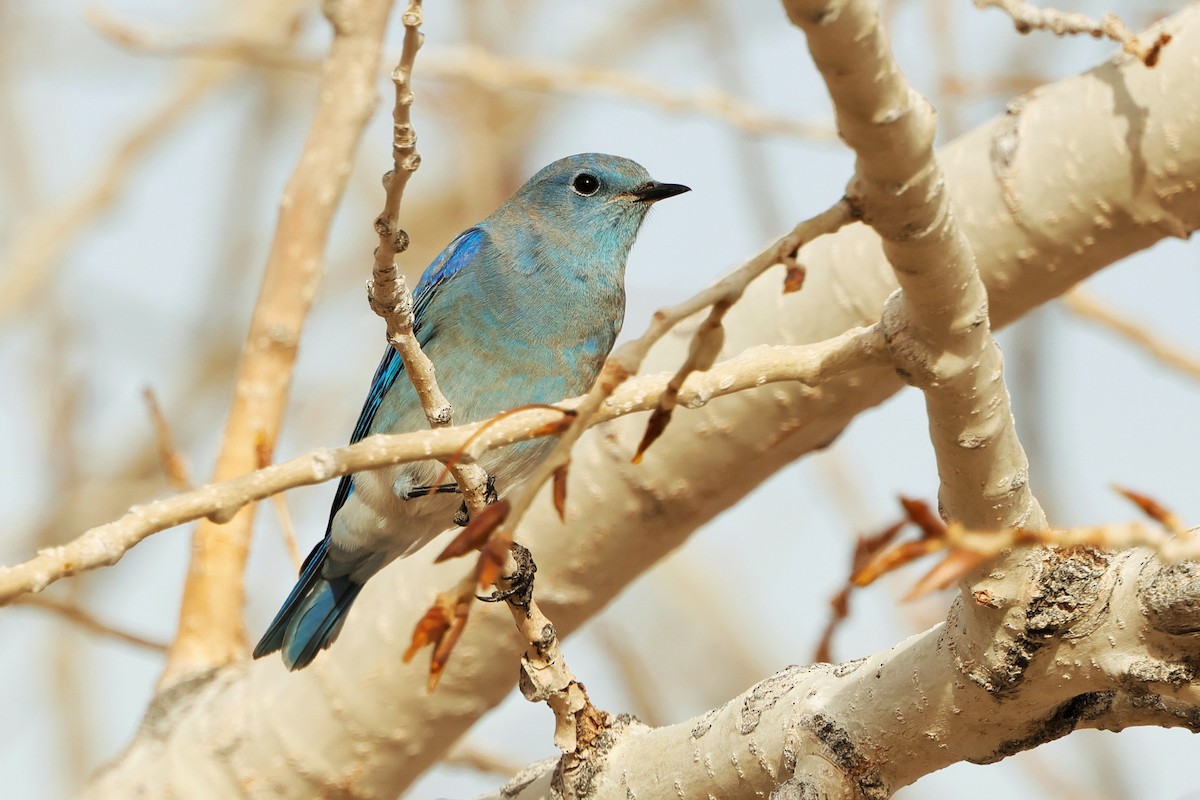 Mountain Bluebird - ML626636168