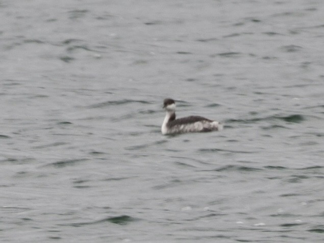 Horned Grebe - ML626636189