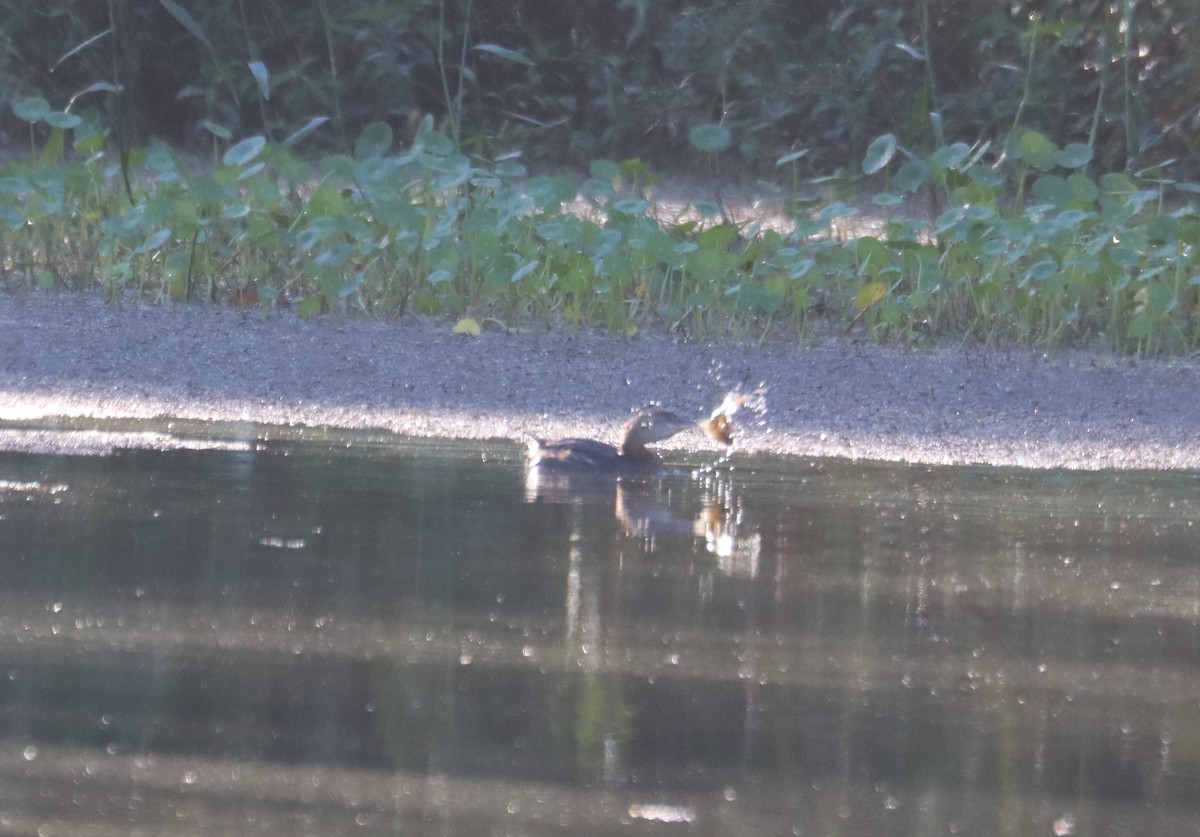 Pied-billed Grebe - ML626636240
