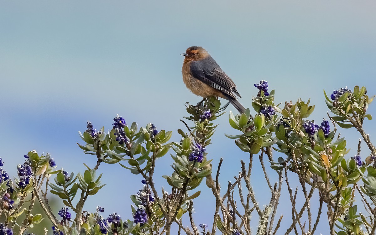 Rufous-browed Conebill - ML626636440