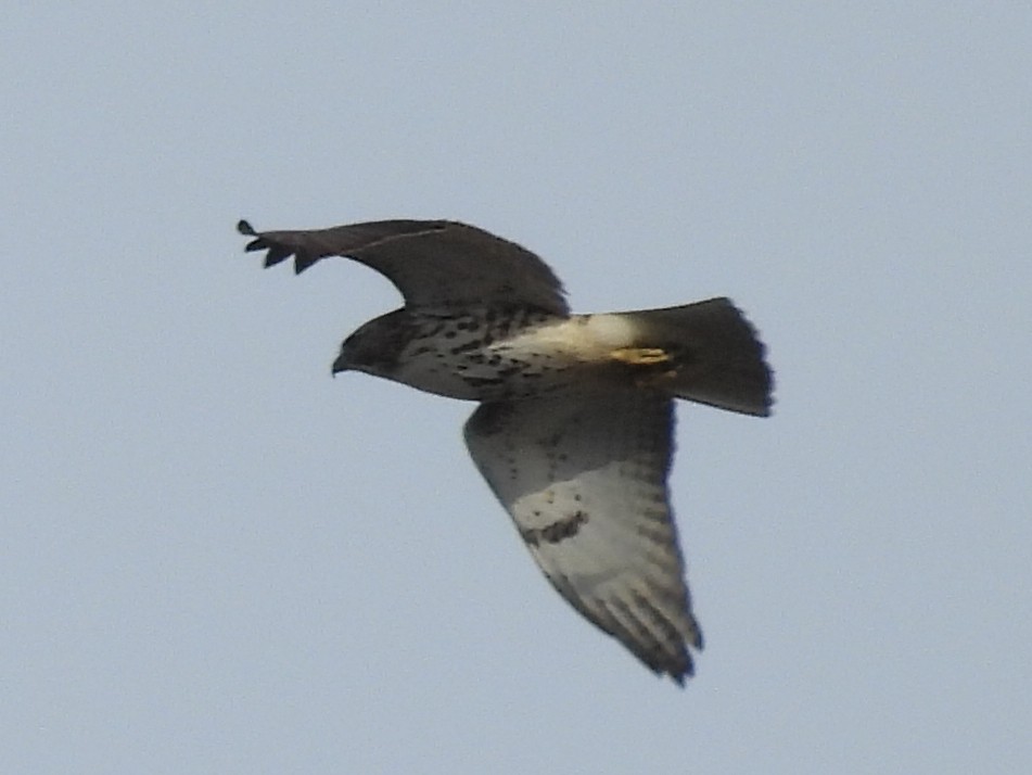 Red-tailed Hawk - ML626636481