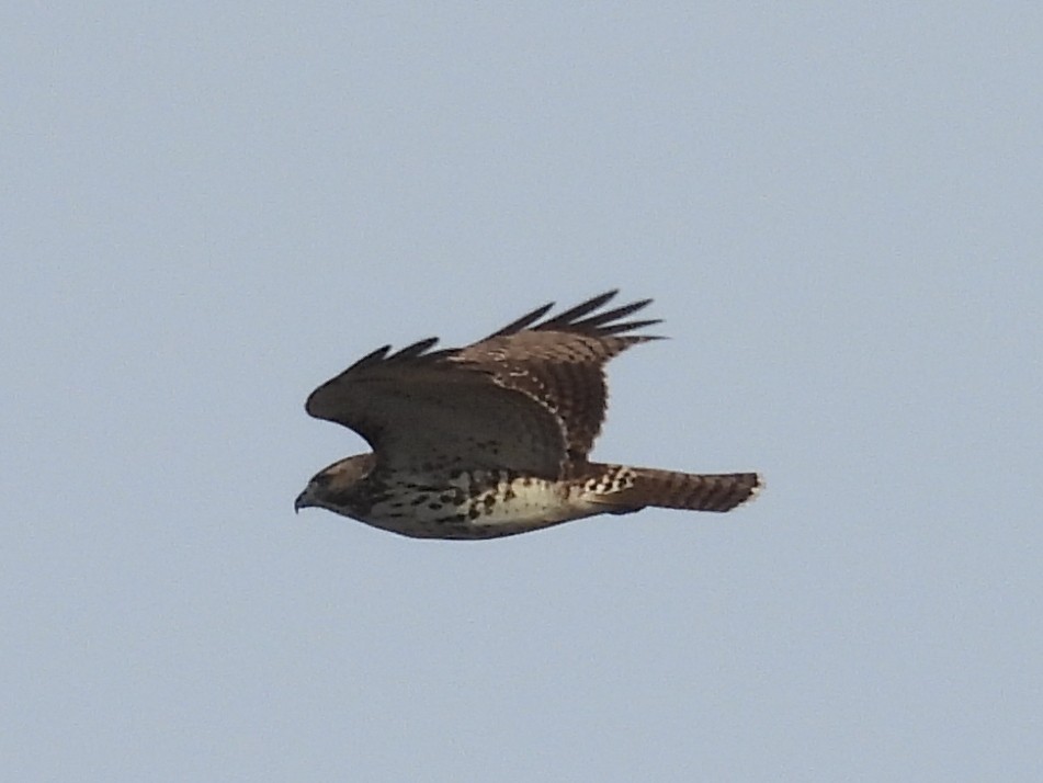 Red-tailed Hawk - ML626636482