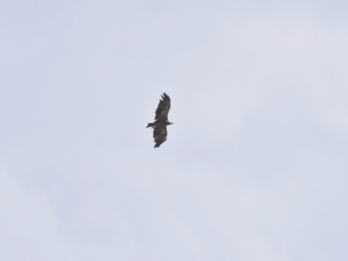 Lesser Spotted Eagle - ML626636529