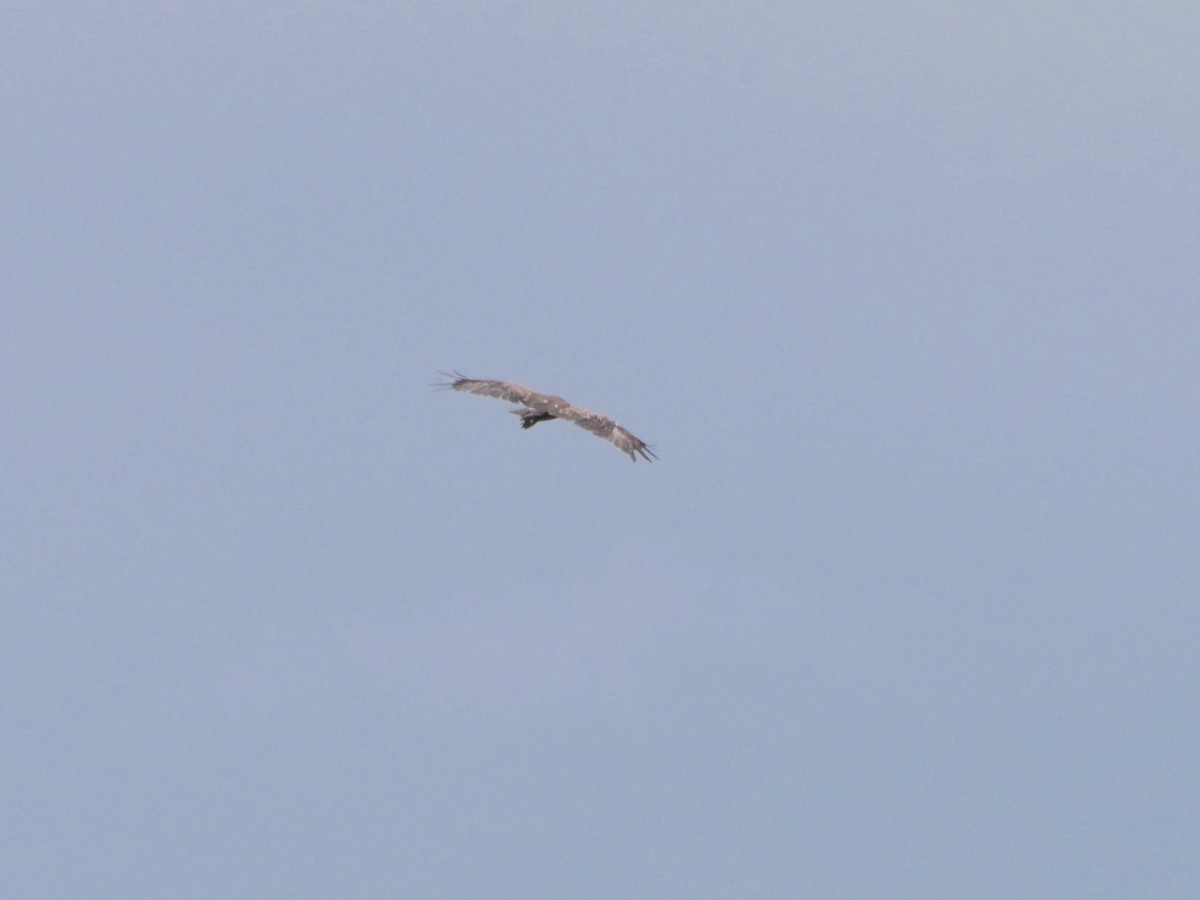 Lesser Spotted Eagle - ML626636530