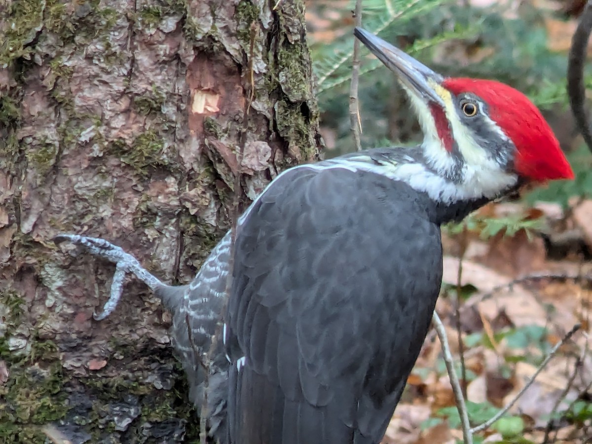 Pileated Woodpecker - ML626636632