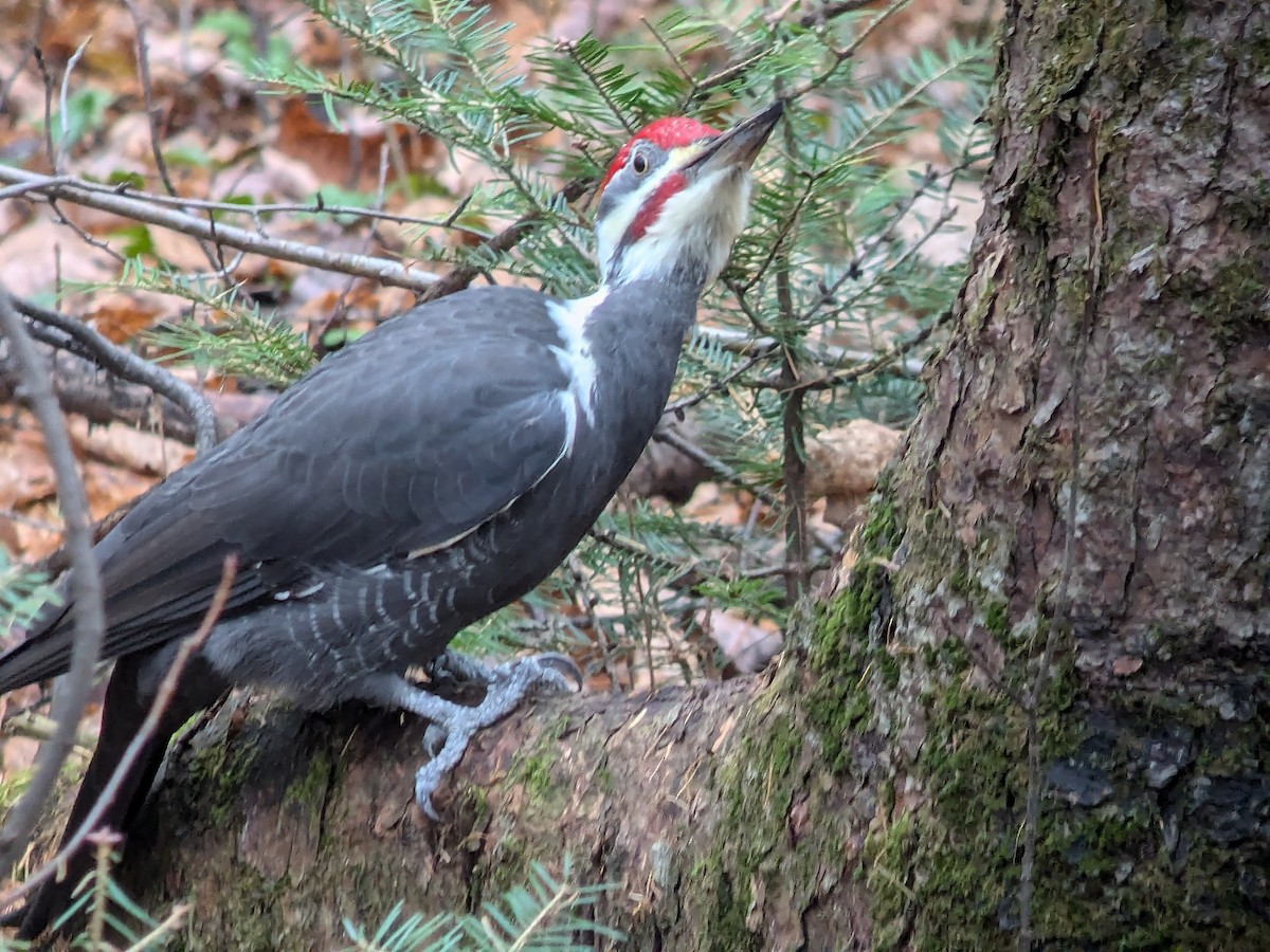 Pileated Woodpecker - ML626636639