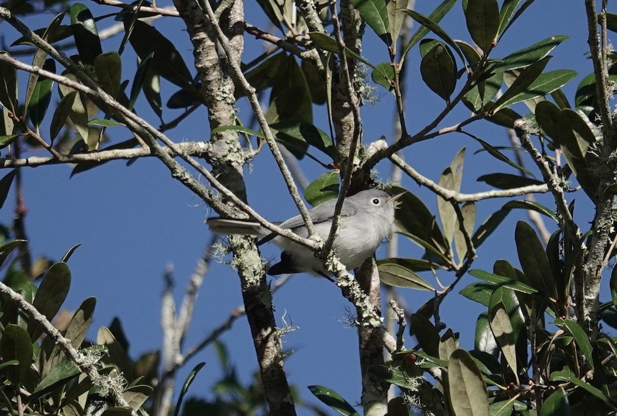 Blue-gray Gnatcatcher - ML626636929