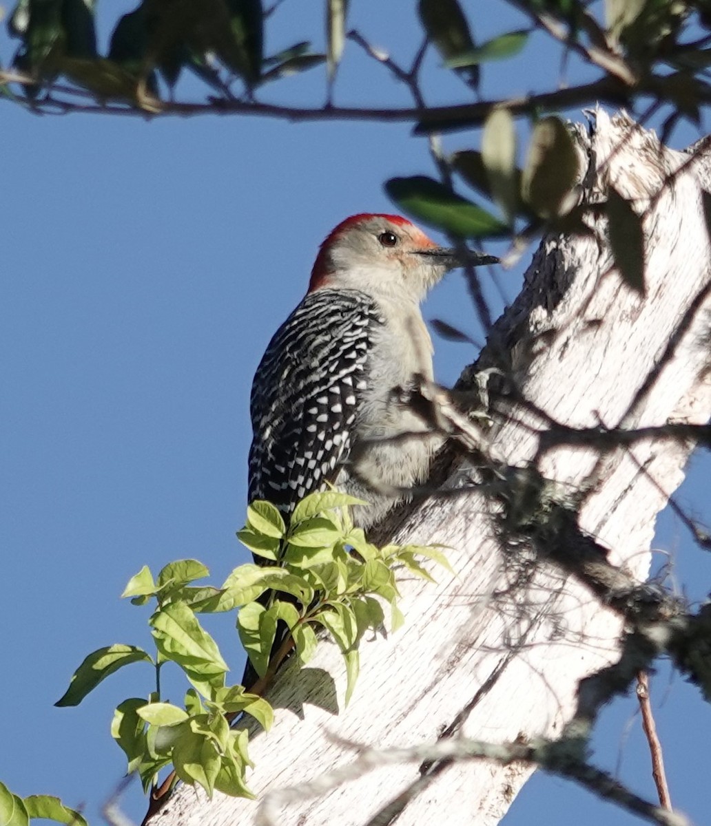 Red-bellied Woodpecker - ML626636953