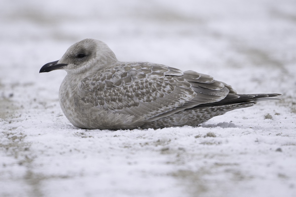 racek polární (ssp. thayeri) - ML626636956