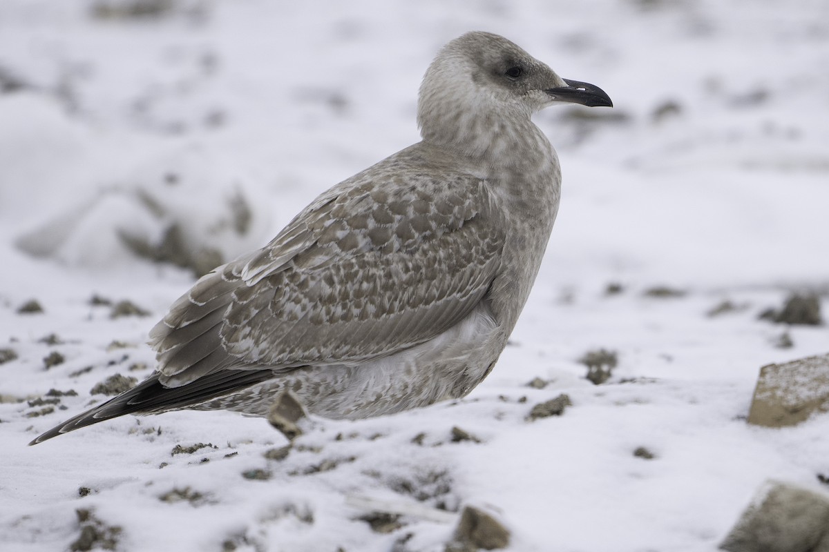 racek polární (ssp. thayeri) - ML626636957