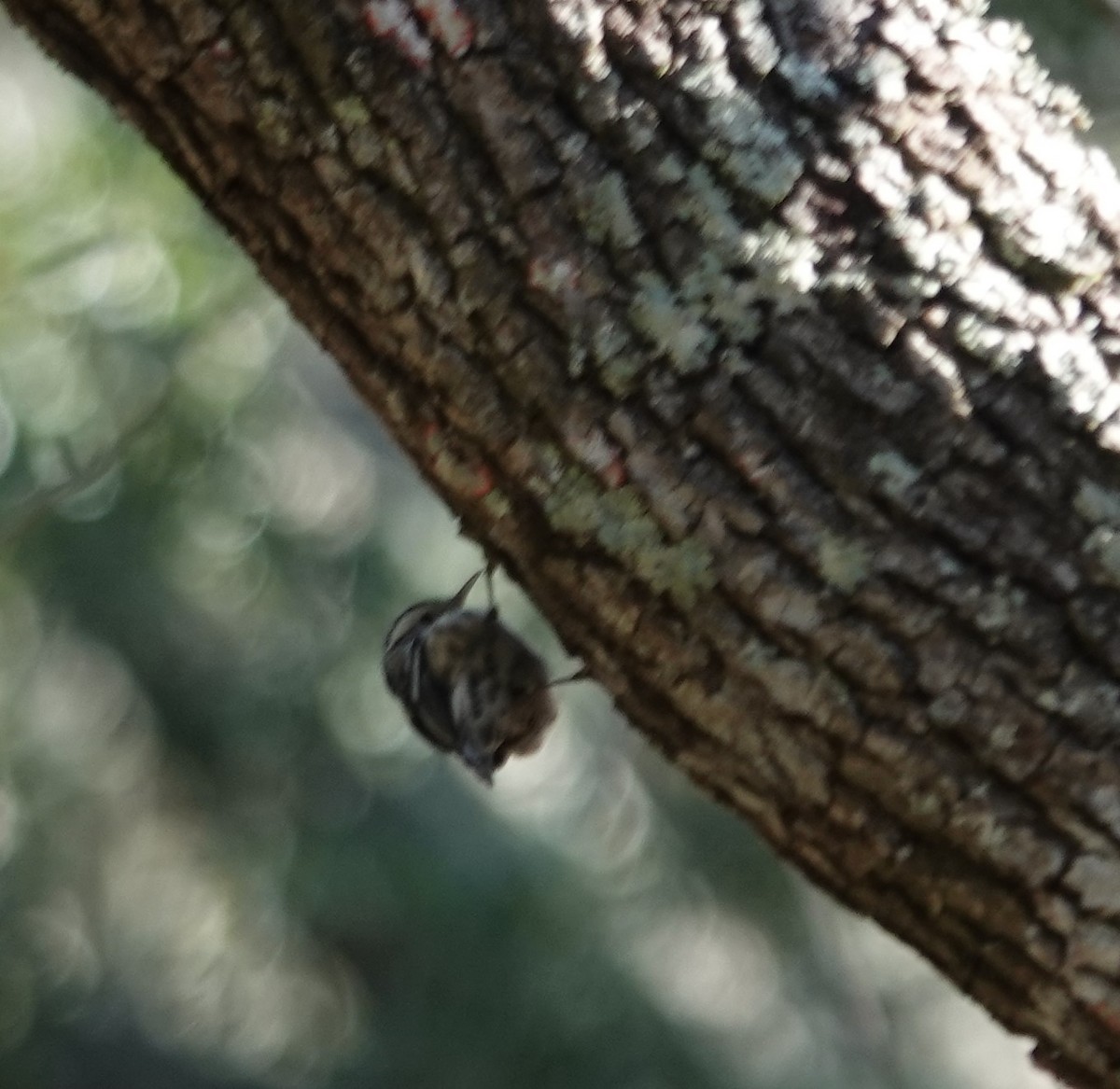 Black-and-white Warbler - ML626636989