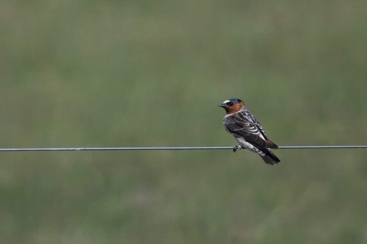 Cliff Swallow - ML626637028