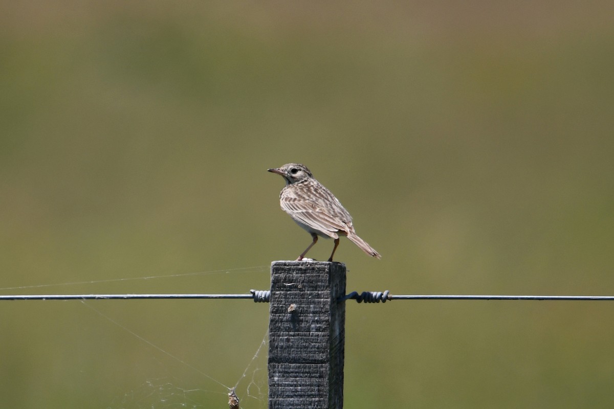 Short-billed Pipit - ML626637034