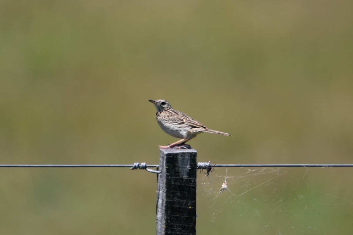 Hellmayr's Pipit - ML626637044