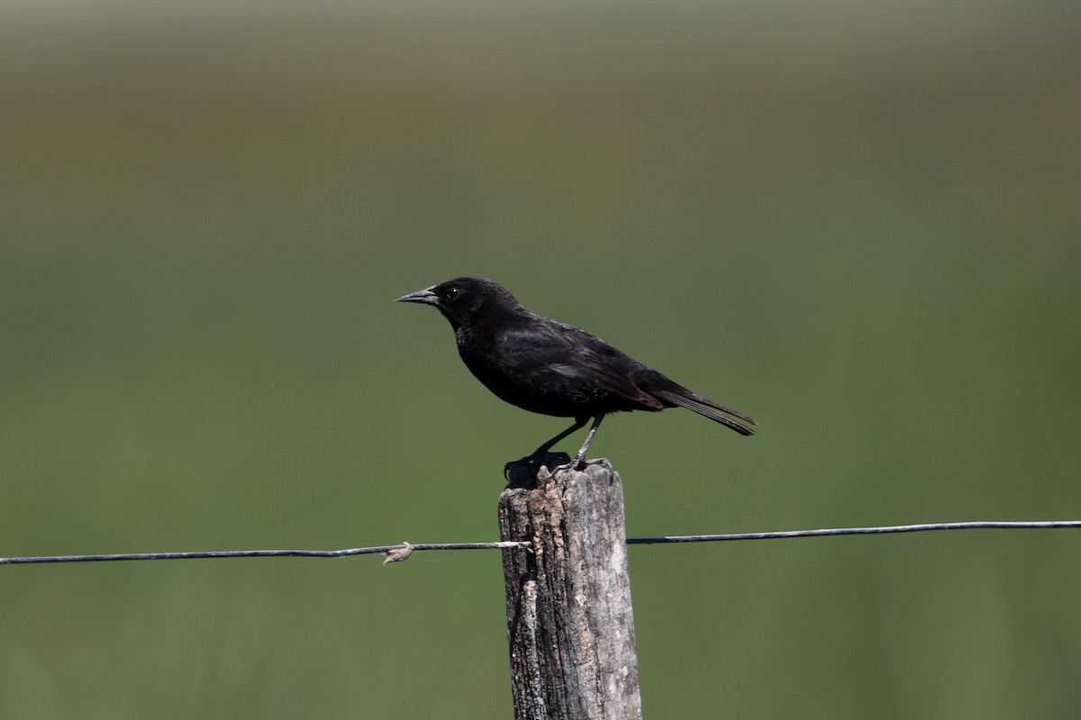 Yellow-winged Blackbird - ML626637051