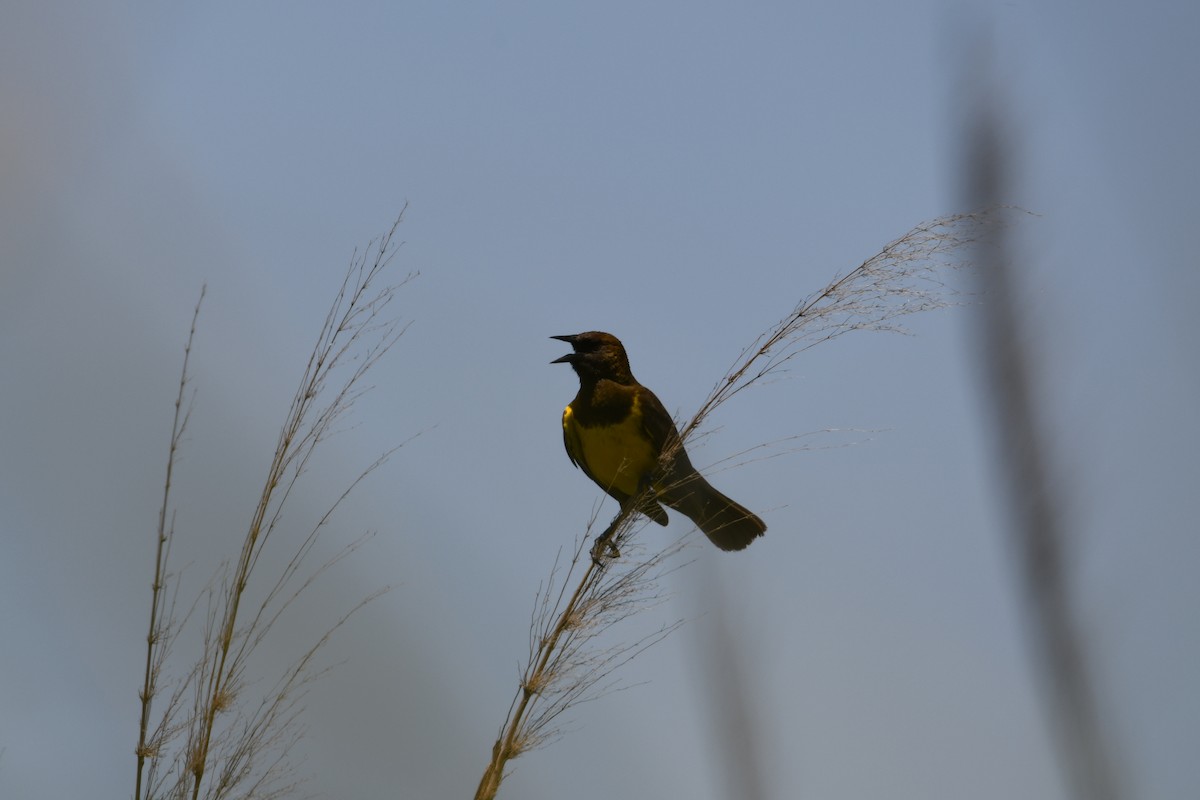 Brown-and-yellow Marshbird - ML626637080