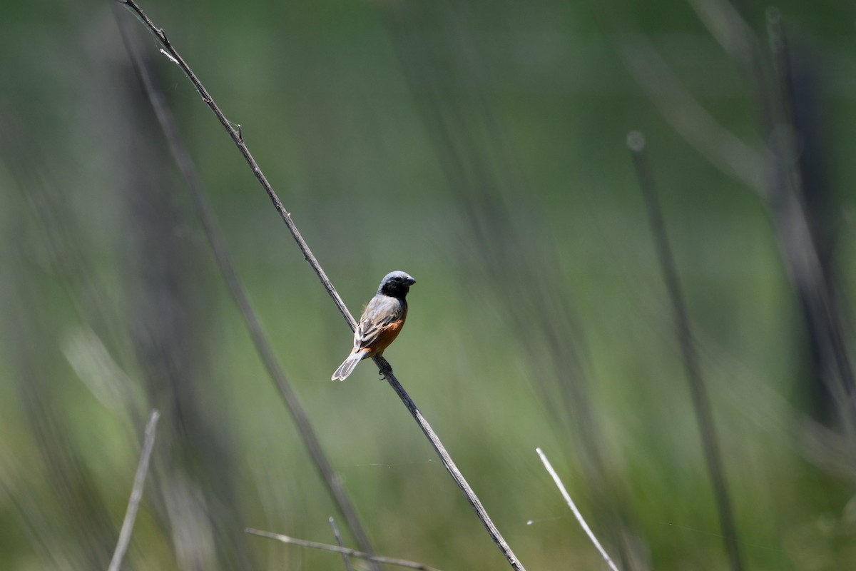 Dark-throated Seedeater - ML626637093