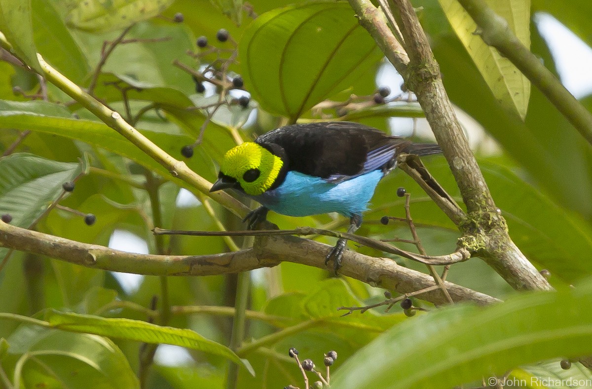 Paradise Tanager - ML626637233