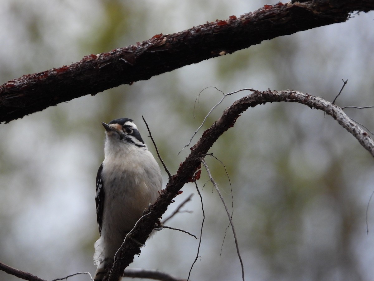 Downy Woodpecker - ML626637283