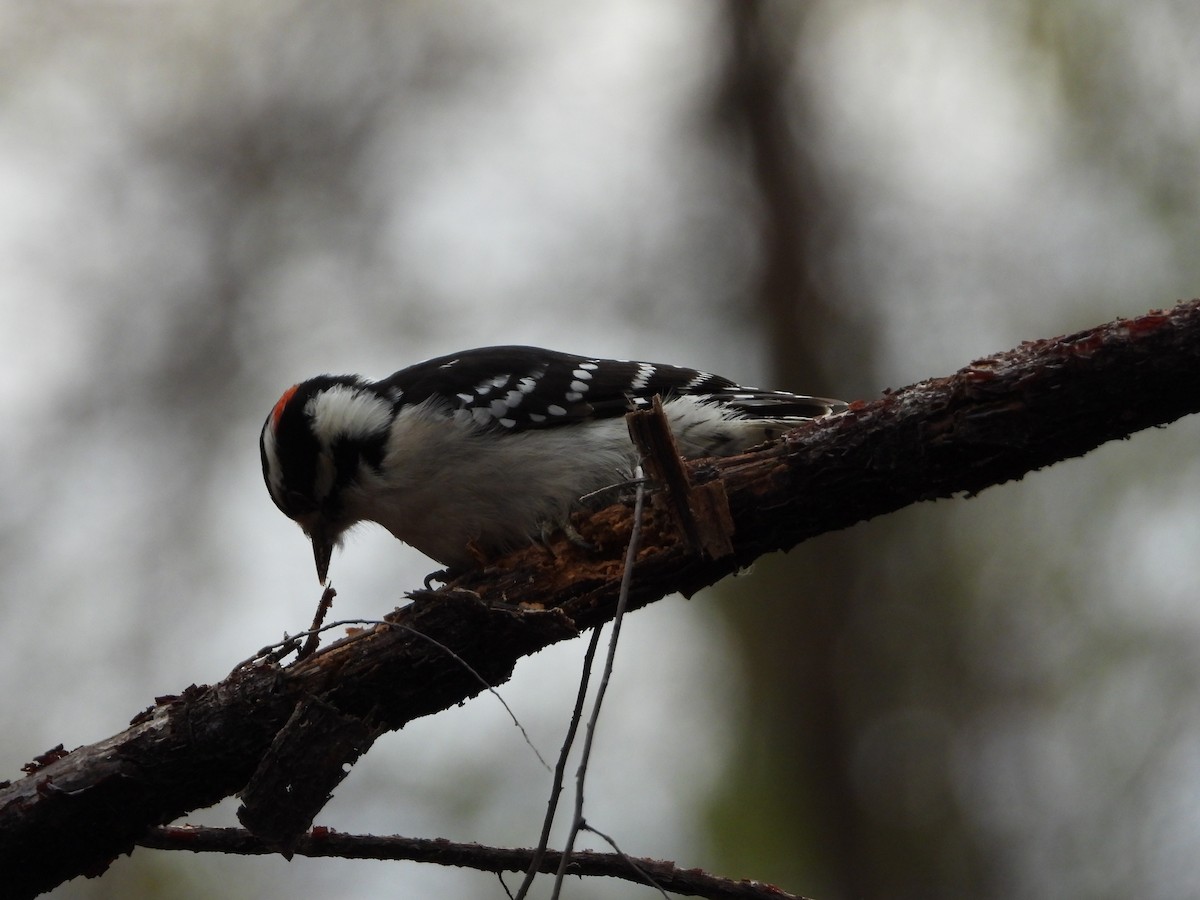 Downy Woodpecker - ML626637284