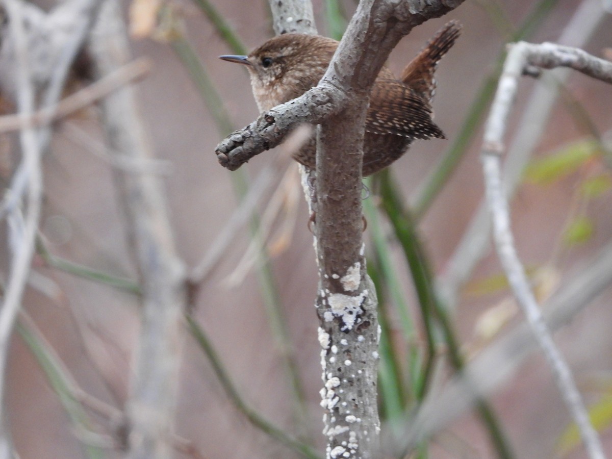 Winter Wren - ML626637314