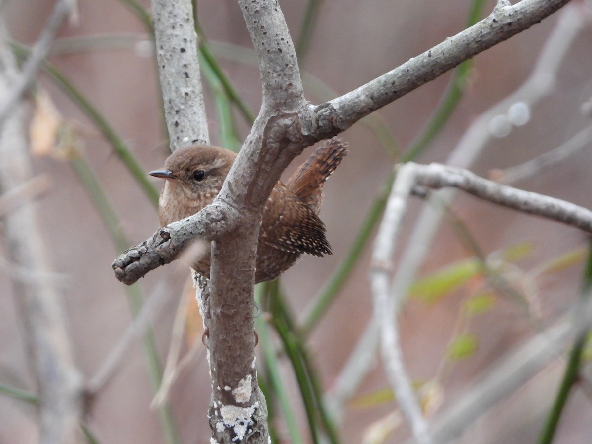 Winter Wren - ML626637316