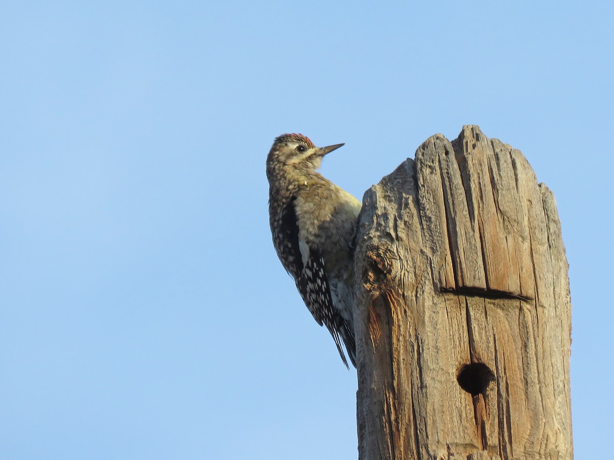 Yellow-bellied Sapsucker - ML626637324