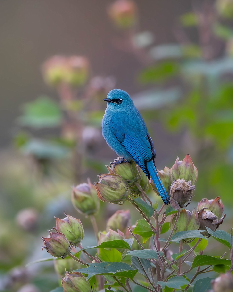 Verditer Flycatcher - ML626637426