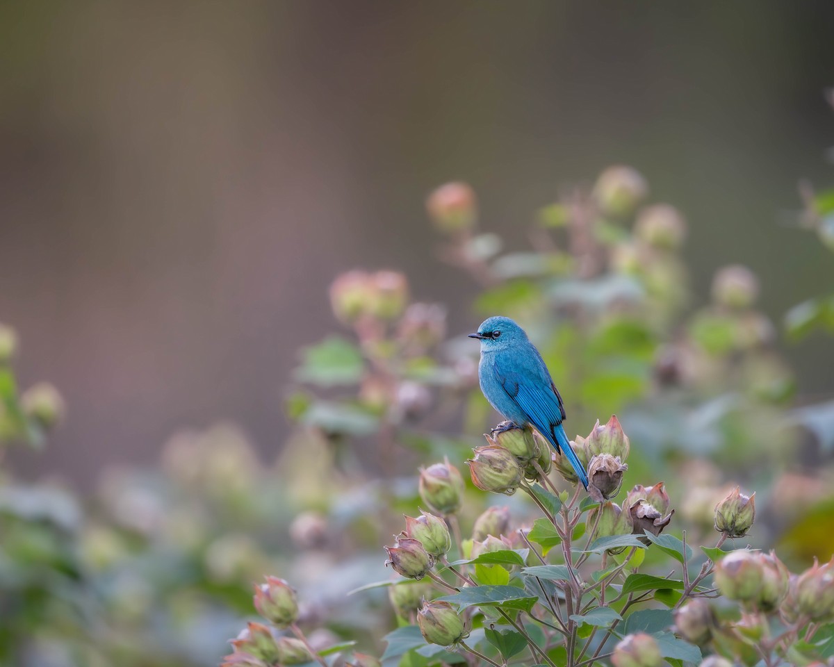 Verditer Flycatcher - ML626637427