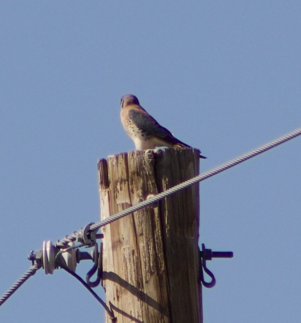 American Kestrel - ML626637758