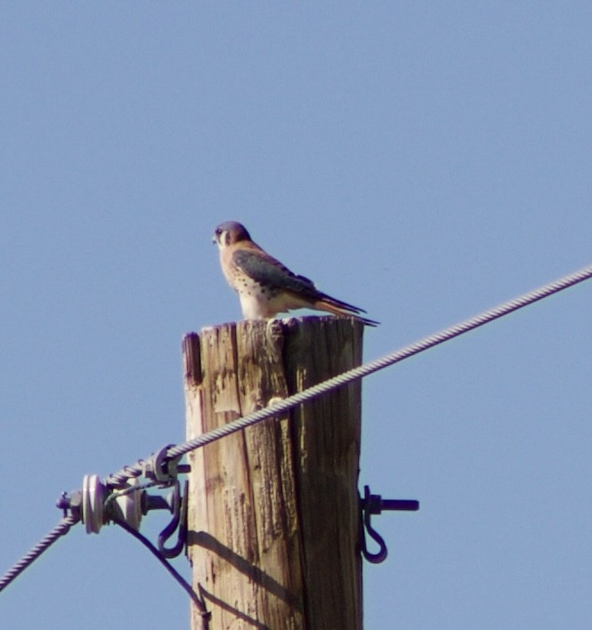 American Kestrel - ML626637759