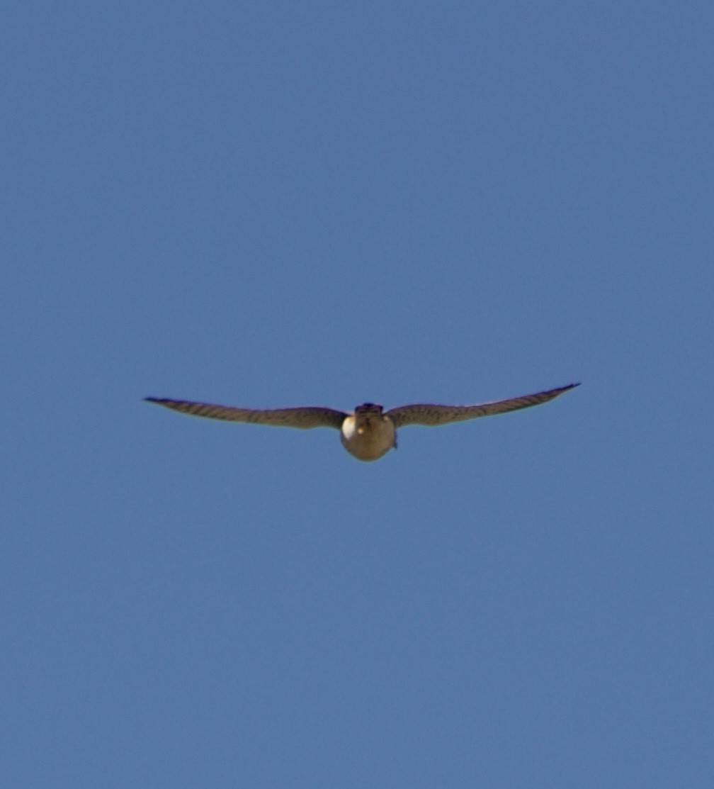 American Kestrel - ML626637760