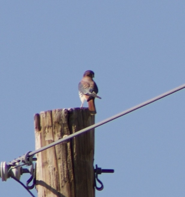 American Kestrel - ML626637761