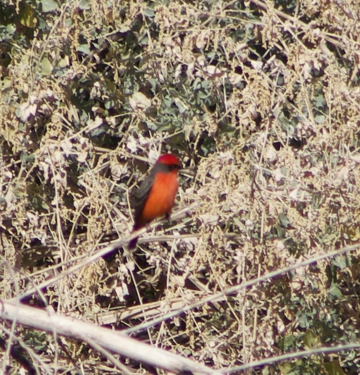 Vermilion Flycatcher - ML626637779