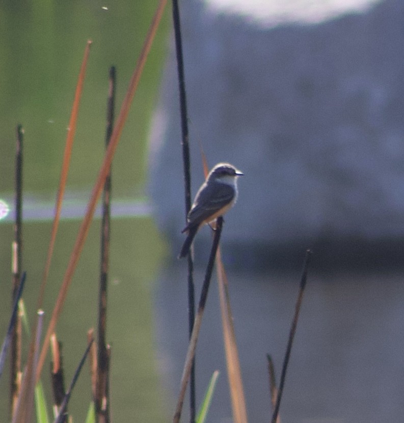 Vermilion Flycatcher - ML626637780